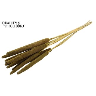 QC Babala von Perlhirse | Farbe: Olivgrün | Länge ± 65 Zentimeter | 10 Stiele pro Bund | Pro Bund