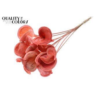 QC Gebleichte Badam auf Stiel | Farbe: Korallenfarbe | Länge des Steckers ± 50 Zentimeter | 10 Stecker pro Bund