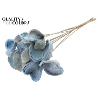 QC Gebleekte Badam op stok | Kleur: Lichtblauw | Lengte bijsteker ± 50 centimeter | 10 bijstekers per bos