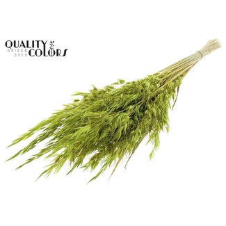 QC Avoine Sauvage Séchée | Couleur : Vert Clair | Fleurs Séchées Avena Sauvage | Longueur ± 70 centimètres | Poids 100 grammes | Par bouquet