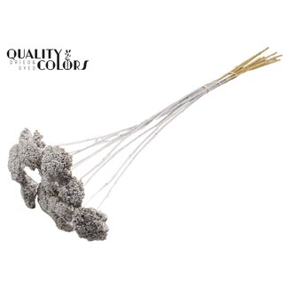 QC Getrocknete Schafgarbe | Farbe: Silberfarben | Achillea Trockenblumen | Durchmesser ± 2 - 4 Zentimeter | Länge ± 60 Zentimeter | 15 Stiele pro Bund | Pro Bund