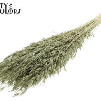 QC Bleached Dried Oats | Colour: Olive Green | Avena Dried Flowers | Length ± 60 centimetres | Weight 200 grams | Per bunch