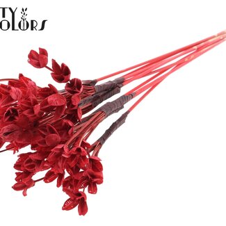 QC Bakuli sur tige | Couleur : Rouge | Capsule de graine de hêtre | Longueur ± 50 centimètres | 10 piques par bouquet