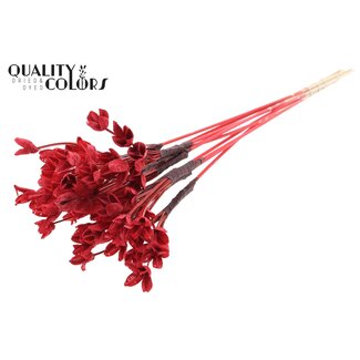 QC Bakuli am Stiel | Farbe: Rot | Bucheckern Samenkapsel Einstecker | Länge ± 50 Zentimeter | 10 Einstecker pro Bund