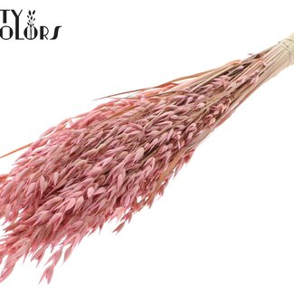 QC Getrockneter Hafer Premium | Farbe: Frosted Rosa | Avena Premium Trockenblumen | Länge ± 70 Zentimeter | Gewicht 200 Gramm | Pro Bund