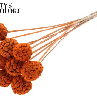 QC Fruit Atta Blanchi sur tige | Couleur : Orange | Pique à Pomme Cannelle | Longueur ± 50 centimètres | 10 piques par bouquet