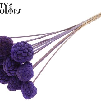 QC Gebleekt Atta Fruit op stok | Kleur: Paars | Custardappel Bijsteker | Lengte ± 50 centimeter | 10 bijstekers per bos