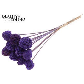 QC Gebleekt Atta Fruit op stok | Kleur: Paars | Custardappel Bijsteker | Lengte ± 50 centimeter | 10 bijstekers per bos