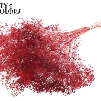 QC Dried Broom Bloom | Colour: Red | Broom Dried Flowers | Length ± 50 centimetres | Weight 100 grams | Per bunch