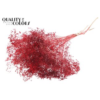 QC Getrocknete Broom Bloom | Farbe: Rot | Ginster Trockenblumen | Länge ± 50 Zentimeter | Gewicht 100 Gramm | Pro Bund
