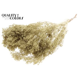 QC Gedroogde Broom Bloom | Kleur: Goudkleurig | Brem Droogbloemen | Lengte ± 50 centimeter | Gewicht 100 gram | Per bos
