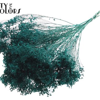 QC Dried Broom Bloom | Colour: Turquoise | Broom Dried Flowers | Length ± 50 centimetres | Weight 100 grams | Per bunch