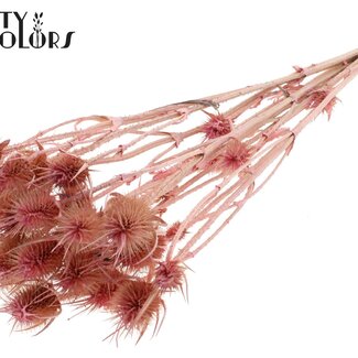 QC Bleached Dried Cardistella Thistles | Colour: Cherry | Cardi Stella Dried Flowers | Length ± 55 centimetres | 10 stems per bunch | Per bunch