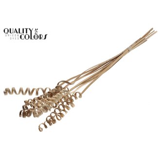 QC Palmspirale auf Stiel | Farbe: Natur Hellbraun | Cane Cone Stecker | Länge Stecker ± 50 Zentimeter | Pro 10 Stecker