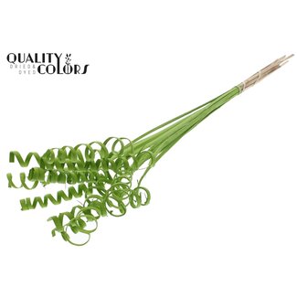 QC Palm Spiral on Stem | Colour: Light Green | Cane Cone Plant Stake | Stake Length ± 50 centimetres | Per 10 stakes