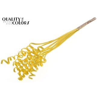 QC Palmspirale auf Stiel | Farbe: Gelb | Cane Cone Steckstab | Länge Steckstab ± 50 Zentimeter | Pro 10 Steckstäbe