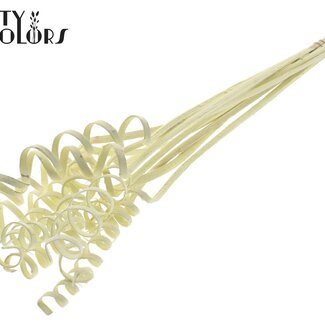 QC Palmspirale auf Stiel | Farbe: Cremefarben | Cane Cone Pflanzstab | Länge Pflanzstab ± 50 Zentimeter | Pro 10 Pflanzstäbe