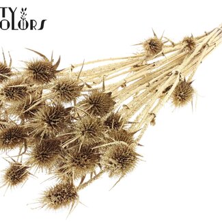 QC Dried Cardistella Thistles | Colour: Champagne with Glitter | Cardi Stella Dried Flowers | Length ± 55 centimetres | 10 stems per bunch | Per bunch