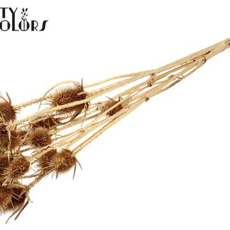 QC Getrocknete Cardistella Disteln | Farbe: Kupferfarben mit Glitzer | Cardi Stella Trockenblumen | Länge ± 70 Zentimeter | 5 Zweige pro Bund | Pro Bund