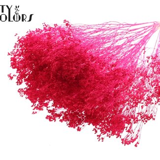 QC Gebleekte Gedroogde Broom Bloom | Kleur: Kerskleurig | Brem Droogbloemen | Lengte ± 50 centimeter | Gewicht 100 gram | Per bos