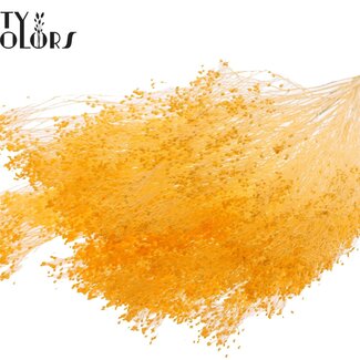 QC Gebleekte Gedroogde Broom Bloom | Kleur: Abrikooskleurig | Brem Droogbloemen | Lengte ± 50 centimeter | Gewicht 100 gram | Per bos