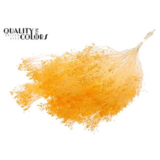 QC Gebleichte Getrocknete Besenblume | Farbe: Aprikosenfarben | Besen Trockenblumen | Länge ± 50 Zentimeter | Gewicht 100 Gramm | Pro Bund