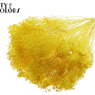 QC Broom Bloom Blanchi Séché | Couleur : Jaune | Fleurs Séchées de Genêt | Longueur ± 50 centimètres | Poids 100 grammes | Par bouquet
