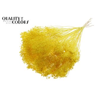 QC Gebleichte Getrocknete Broom Bloom | Farbe: Gelb | Ginster Trockenblumen | Länge ± 50 Zentimeter | Gewicht 100 Gramm | Pro Bund