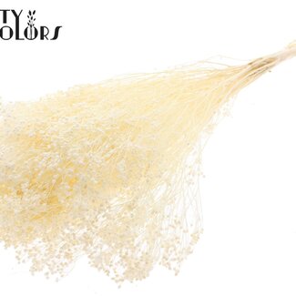 QC Bleached Dried Broom Bloom | Colour: Natural | Broom Dried Flowers | Length ± 50 centimetres | Weight 100 grams | Per bunch
