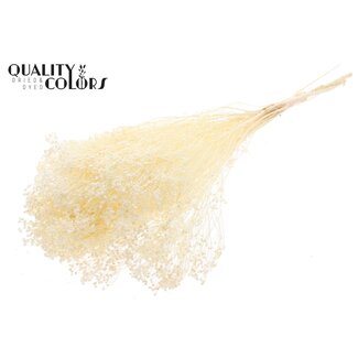 QC Gebleichte Getrocknete Broom Bloom | Farbe: Natur | Besenginster Trockenblumen | Länge ± 50 Zentimeter | Gewicht 100 Gramm | Pro Bund