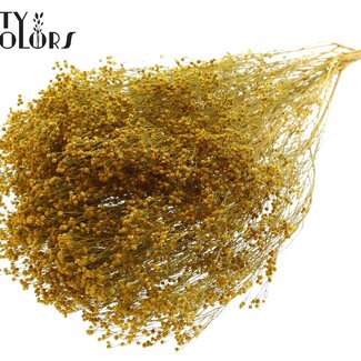 QC Getrocknete Broom Bloom | Farbe: Gelb | Ginster Trockenblumen | Länge ± 50 Zentimeter | Gewicht 100 Gramm | Pro Bund