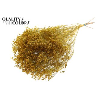 QC Gedroogde Broom Bloom | Kleur: Geel | Brem Droogbloemen | Lengte ± 50 centimeter | Gewicht 100 gram | Per bos