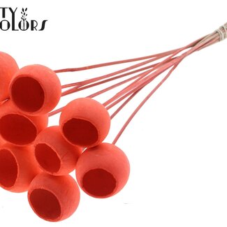QC Gommes de cloche blanchies séchées | Couleur : Corail | Tige de cloche | Longueur ± 50 centimètres | 10 tiges par bouquet