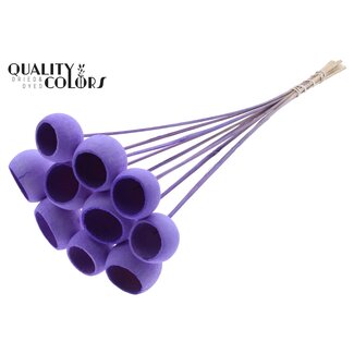 QC Bleached Dried Bellgums | Colour: Milka Purple | Bell Cup Pick | Length ± 50 centimetres | 10 picks per bunch