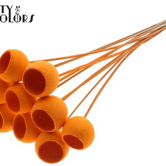 QC Gommes de cloche séchées blanchies | Couleur : Orange | Pique-fleurs de cloche | Longueur ± 50 centimètres | 10 piques par bouquet