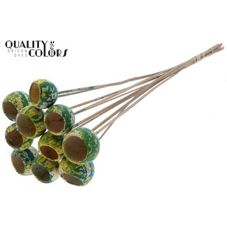 QC Gedroogde Bellgums | Kleur: Meerkleurig Groen Geel | Bell Cup Bijsteker | Lengte ± 50 centimeter | 10 bijstekers per bos