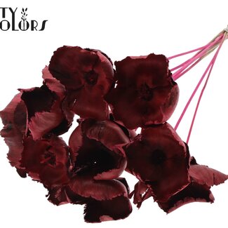 QC Palm Cup séchée sur tige | Couleur : Cerise | Longueur ± 50 centimètres | 10 tiges par bouquet
