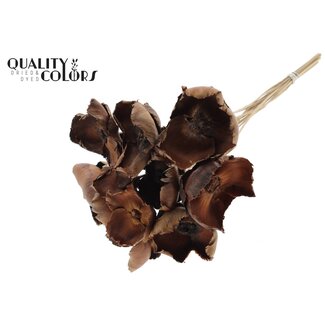 QC Gedroogde Palm Cup op steel | Kleur: Naturelle Bruin | Lengte ± 50 centimeter | 10 stelen per bos