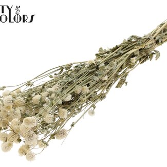 QC Getrocknete Kugelamaranth | Farbe: Naturweiß | Gomphrena Trockenblumen | Länge ± 60 Zentimeter | Pro Bund