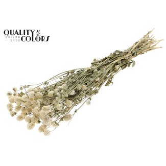 QC Getrocknete Kugelamaranth | Farbe: Naturweiß | Gomphrena Trockenblumen | Länge ± 60 Zentimeter | Pro Bund