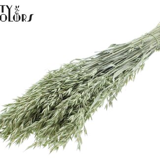 QC Dried Oats | Colour: Pearl Mint Green | Avena Dried Flowers | Length ± 60 centimetres | Weight 250 grams | Per bunch
