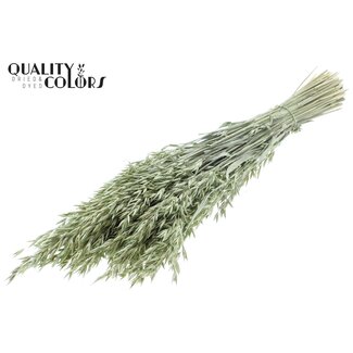 QC Gedroogde Haver | Kleur: Pearl Mintgroen | Avena Droogbloemen | Lengte ± 60 centimeter | Gewicht 250 gram | Per bos