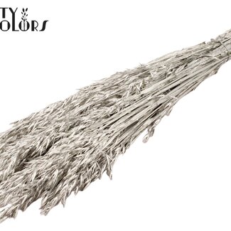QC Avoine séchée | Couleur : Platine | Fleurs séchées d'avoine | Longueur ± 60 centimètres | Poids 250 grammes | Par bouquet