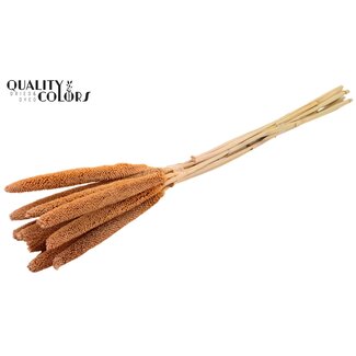 QC Babala of Parelgierst | Kleur: Frosted Zalmkleurig | Lengte ± 65 centimeter | 10 stelen per bos | Per bos