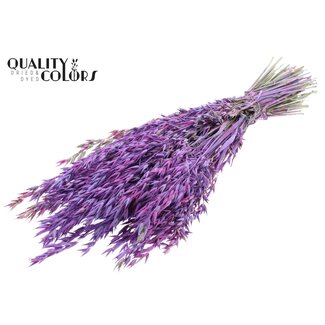 QC Gedroogde Haver | Kleur: Meerkleurig Milkapaars | Avena Droogbloemen | Lengte ± 60 centimeter | Gewicht 250 gram | Per bos