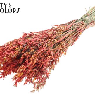 QC Dried Oats | Colour: Multicoloured Red | Avena Dried Flowers | Length ± 60 centimetres | Weight 250 grams | Per bunch