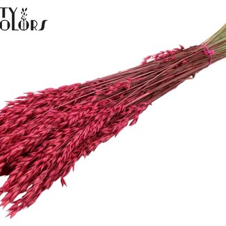 QC Gedroogde Haver | Kleur: Kerskleurig | Avena Droogbloemen | Lengte ± 60 centimeter | Gewicht 250 gram | Per bos