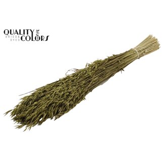 QC Gedroogde Haver | Kleur: Olijfgroen | Avena Droogbloemen | Lengte ± 60 centimeter | Gewicht 250 gram | Per bos