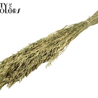 QC Avoine Séchée | Couleur : Vert Foncé | Fleurs Séchées d'Avena | Longueur ± 60 centimètres | Poids 250 grammes | Par bouquet