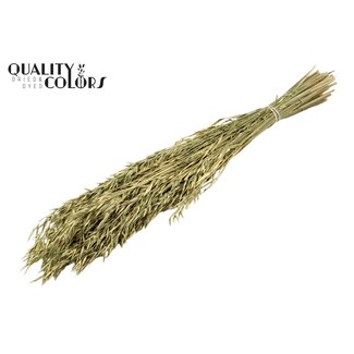 QC Gedroogde Haver | Kleur: Donkergroen | Avena Droogbloemen | Lengte ± 60 centimeter | Gewicht 250 gram | Per bos